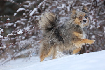 Dog frolicking in snow 