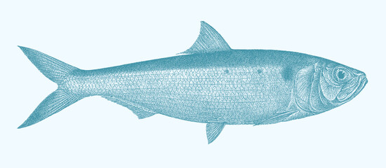 Twaite shad alosa fallax, marine fish in side view - obrazy, fototapety, plakaty