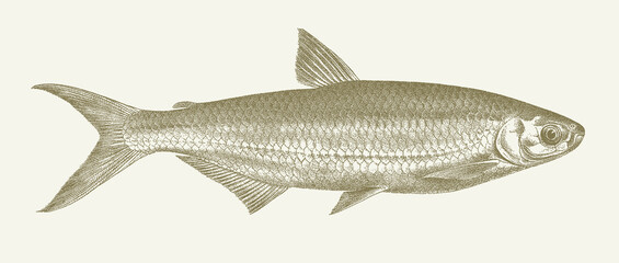 Characin alestes dentex, african freshwater fish in side view