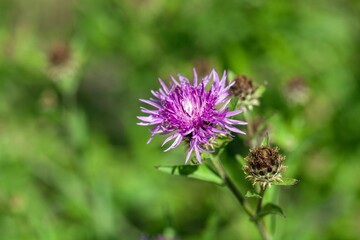 Brown knapweed, Centaurea jacea