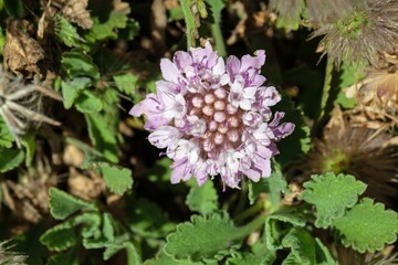 Flower of the herb Pterocephalus perennis