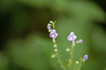 Obraz premium Hoary skullcap, Scutellaria incana