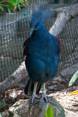 Crowned Pigeon