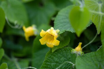 Manchu tubergourd, Thladiantha dubia