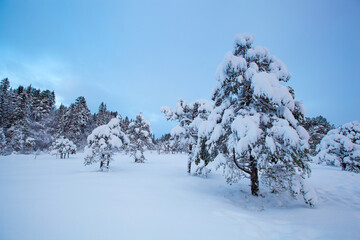 beautiful winter landscape snow tree