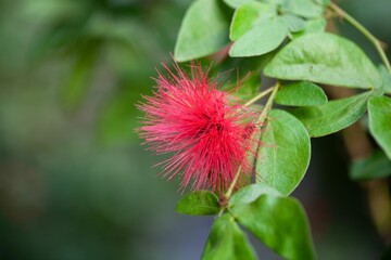 Flower of the bush Calliandra tergemina