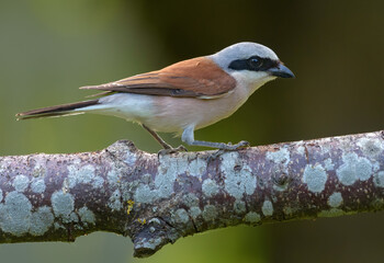 Male Red-backed Shrike (lanius collurio) perched on densely lichen covered branch in soft light 