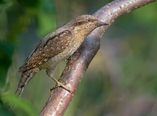 Eurasian wryneck (jynx torquilla) sitting on an diagonal branch in  soft morning light at spring time 