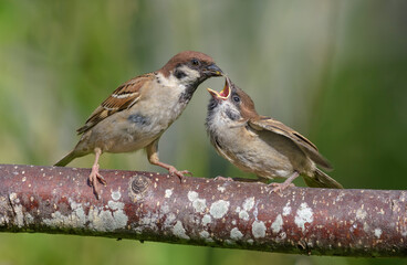 Eurasian tree sparrow (passer montanus) feeding his begging baby beak to beak with yummy food 