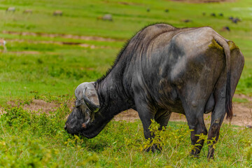Fototapeta premium Large African buffalo in natural environment in Ngorongoro African National Park