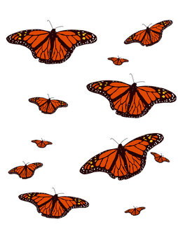 Conjunto de Mariposas monarcas de diferentes tama&ntilde;os volando con fondo transparente.