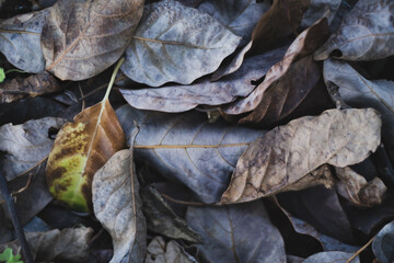 Dried fallen leaves on ground background. High quality photo