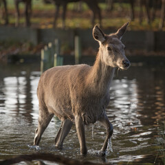 First deer to cross the water