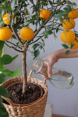 woman waters takes care of orange tree in wicker basket. citrus fruits grow on branches. ripe fruits of orange tangerines. fresh fruits grown at home. plant care 