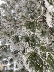 snow covered pine tree