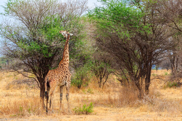 Giraffe in savanna in Tarangire national park in Tanzania. Wild nature of Tanzania, East Africa