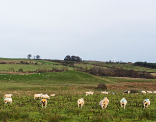 Obraz premium Ewes with raddle colours to show when they were mated.
