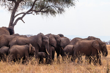 Herd of African elephants under a tree on the dry grass of the savanna of Tarangire National Park...