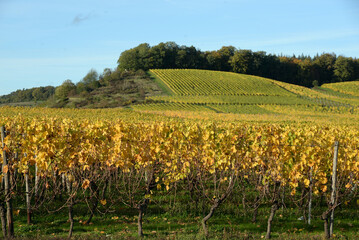 Weinberg bei Schoden an der Saar