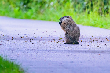groundhog eating nuts while standing on walkway