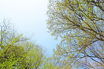 樹木と空