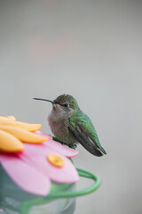 Hummingbird sitting on a feeder