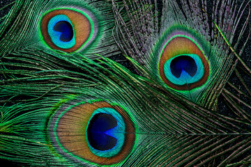 Close up photo of a peacock feather, on a black background