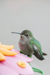 Hummingbird sitting on a feeder