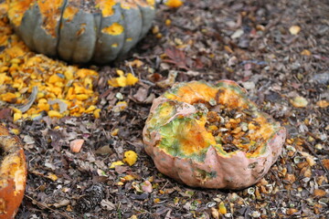 Pumpkins partially eaten by squirrels on the ground