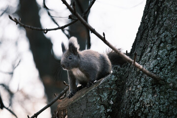 cute young squirrel portrait on tree at park, wildlife