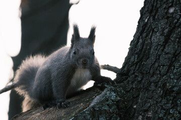 cute young squirrel portrait on tree at park, wildlife