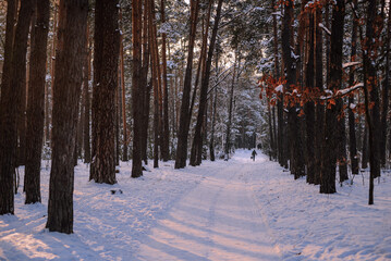 Road through the winter forest. Pine forest. Winter. Road in the snow.