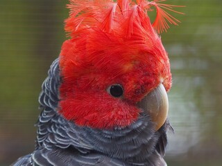 Enchanting male Gang-Gang Cockatoo with a vibrant red crest.