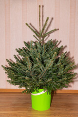 christmas fir in a pot in the store