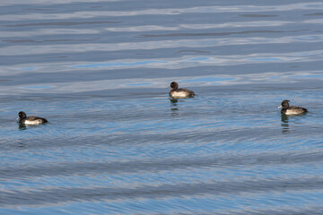 キンクロハジロと美しい川の波紋