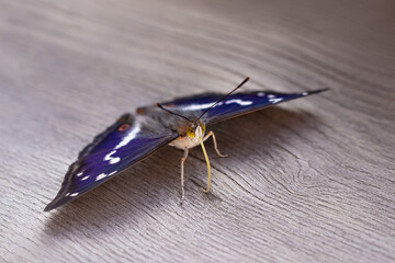 Beautiful butterfly Apatura iris with a blue tint on the wings