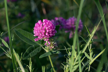 Pink clover flower on a meadow in summer, close-up