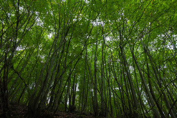 Carbon net zero or carbon neutrality concept photo. Forest view
