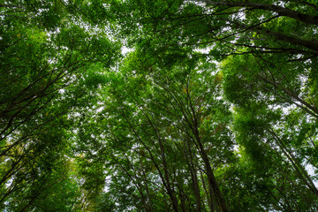 Obraz premium Forest view. Lush forest background. Carbon neutrality concept