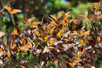 Close-up view of overwintering monarch buttterflies