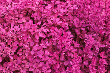 Decorative shrub Berberys Thunberga with red foliage. Leaves Barberry thunberga natural natural background.