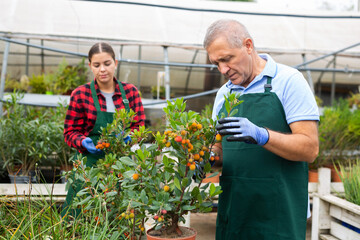 Skilled male botanist arranging potted Arbustus Unedo tree for market and wearing greenhouse uniform