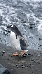 Gentoo penguin (Pygoscelis papua) on the beach at Brown Bluff, Antarctica