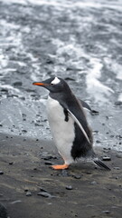 Gentoo penguin (Pygoscelis papua) on the beach at Brown Bluff, Antarctica