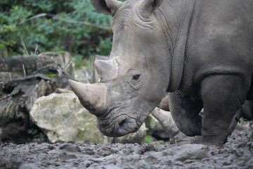 Fototapeta premium zoo de thoiry