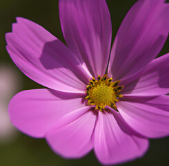 Fototapeta premium a close up of a pink flower with a yellow center. Generative AI.