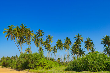 Tall coconut palms on coast of ocean.