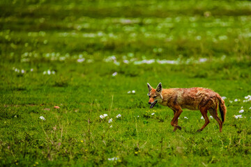 Fototapeta premium Portrait of a golden jackal/gold wolf in a natural environment in the African National Park Ngorongoro