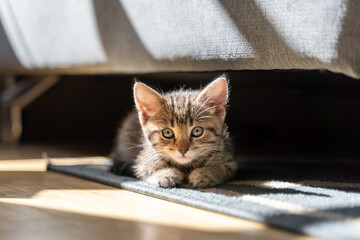Kitten posing in the Sun