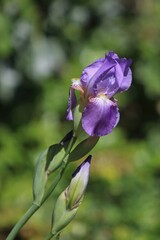 blue and purple flowers